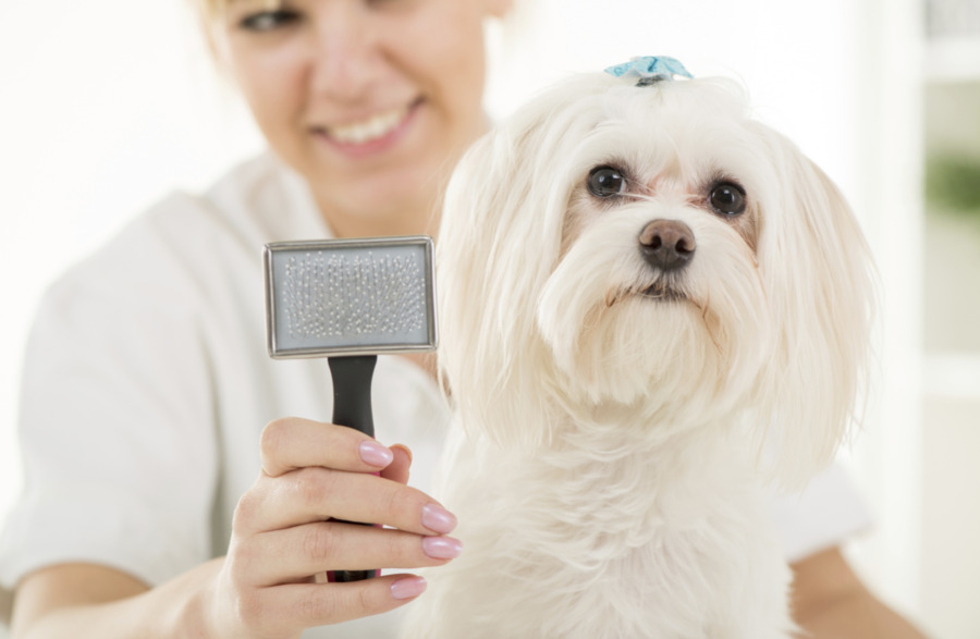Navigating Success: What Every Groomer Should Avoid in the UAE’s Pet Grooming Industry